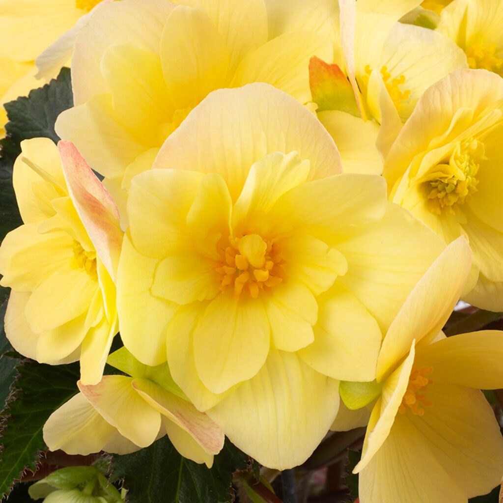 Begonia Florencio Yellow