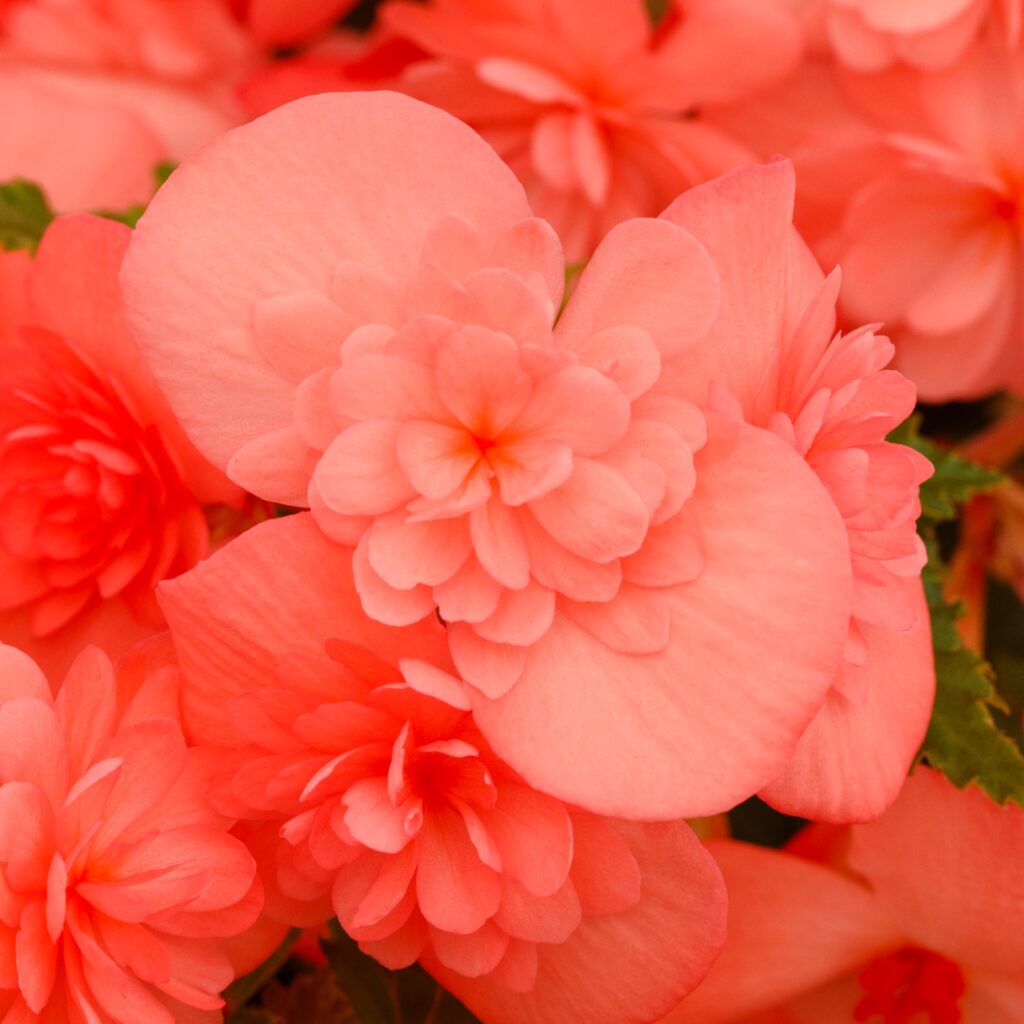 Begonia Adora Emerald Salmon