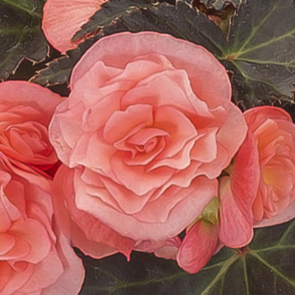 Begonia Adora Satin Rose