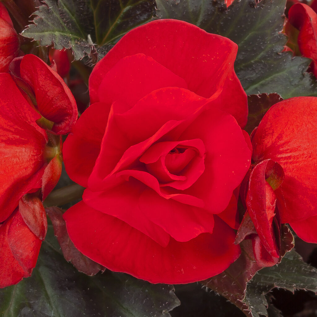 Begonia Adora Velvet Red