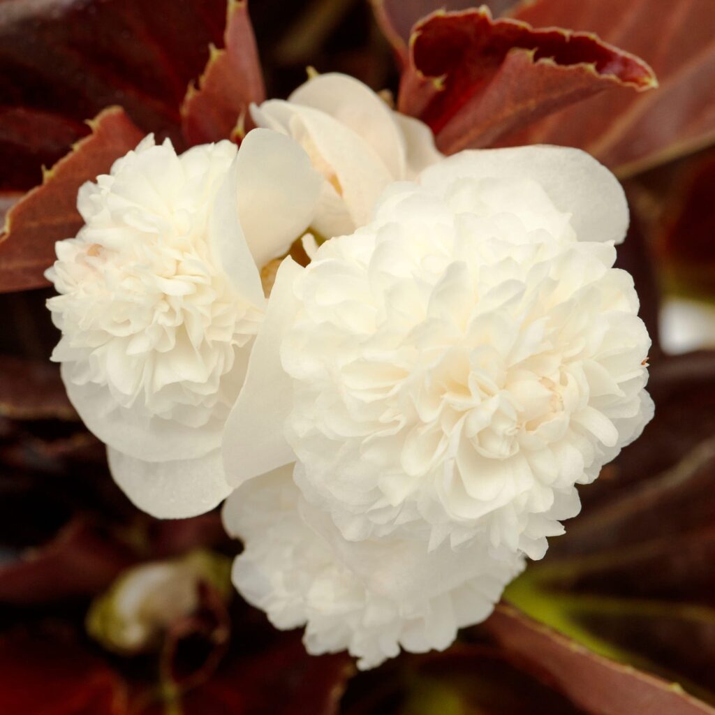 Begonia Birthday Bash Cream Puff