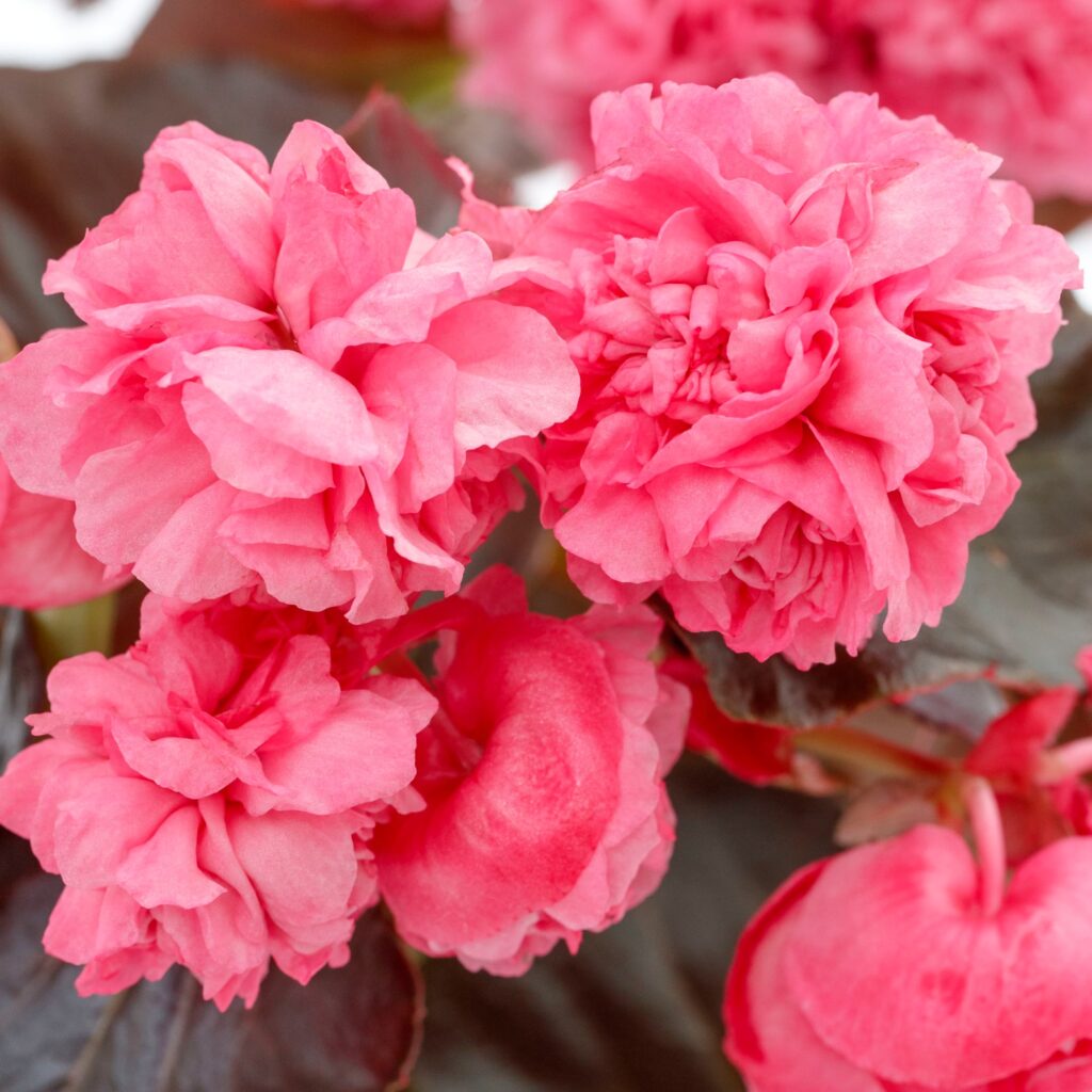 Begonia Birthday Bash Raspberry Sherbet