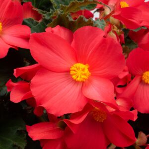 Begonia Florencio Cerise