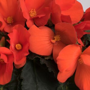 Begonia Florencio Orange