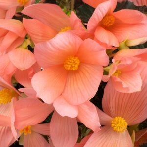 Begonia Florencio Pink