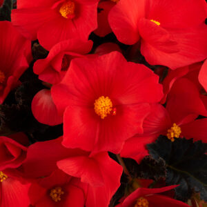 Begonia Florencio Red