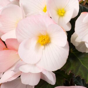 Begonia Florencio White