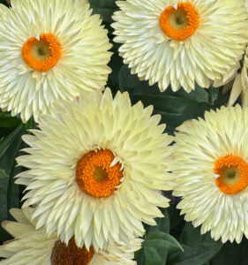 Bracteantha Cottage Cream