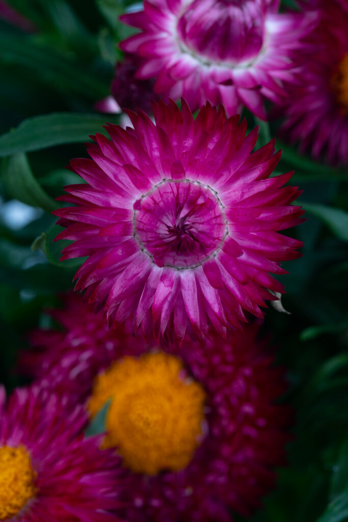 Bracteantha Cottage Purple