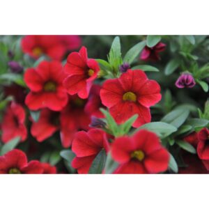 Calibrachoa Aloha Kona Cherry Red