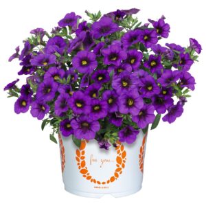 Calibrachoa Aloha Kona Dark Lavender 2025