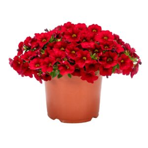 Calibrachoa Aloha Kona Dark Red