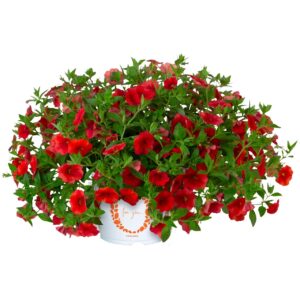 Calibrachoa Aloha Kona Hot Orange 2025