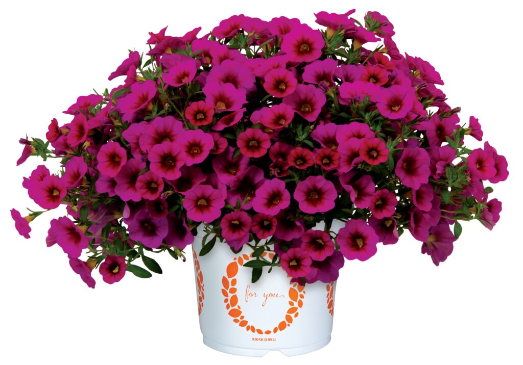 Calibrachoa Aloha Kona Hot Pink 2027