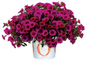 Calibrachoa Aloha Kona Hot Pink 2027