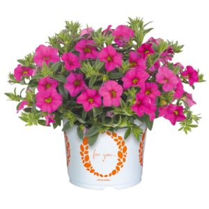 Calibrachoa Aloha Kona Hot Pink