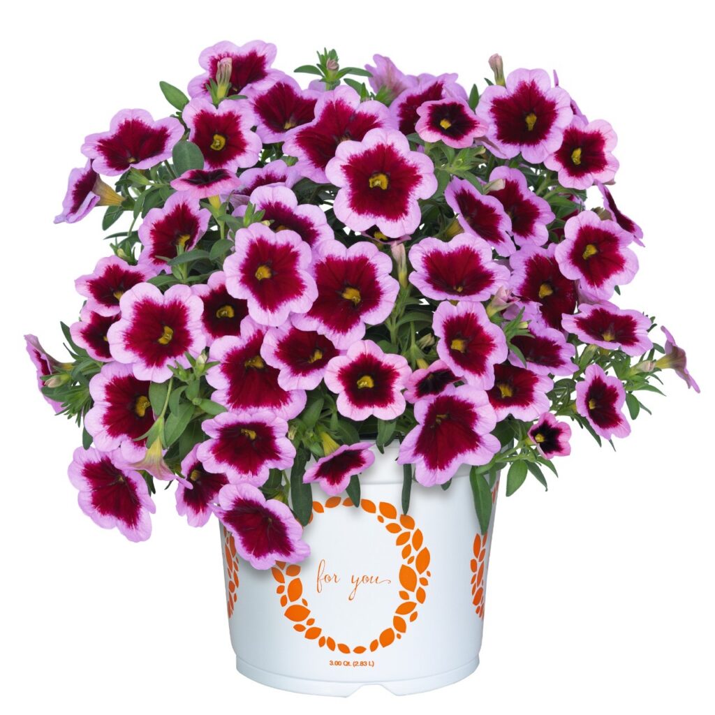 Calibrachoa Aloha Kona Hula Pink