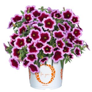 Calibrachoa Aloha Kona Hula Pink