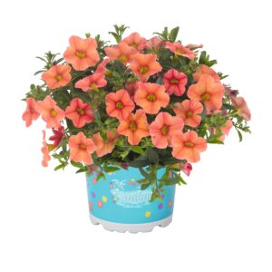 Calibrachoa Aloha Kona Mandarin