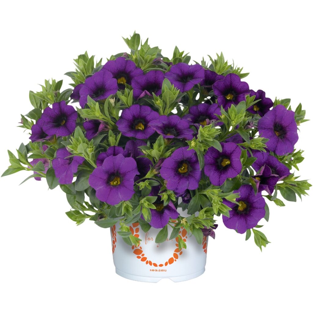 Calibrachoa Aloha Kona Midnight Blue