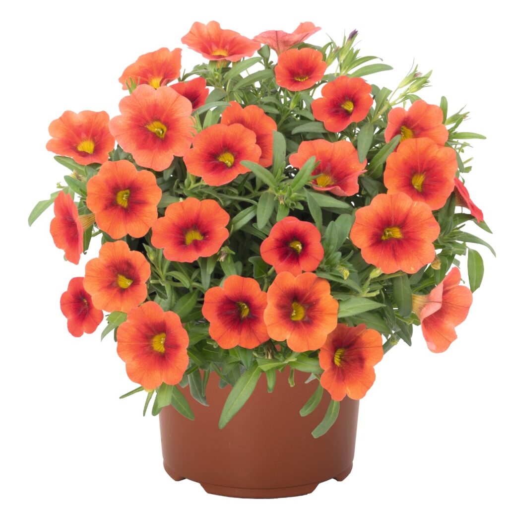 Calibrachoa Aloha Kona Orange Zest