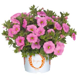 Calibrachoa Aloha Kona Soft Pink