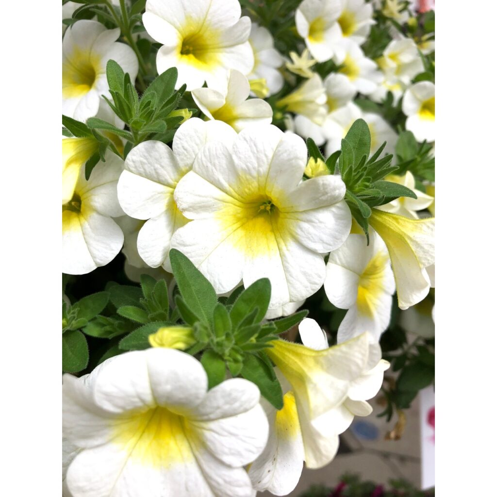 Calibrachoa Aloha Kona Sunshine