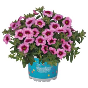 Calibrachoa Aloha Kona Tiki Pink