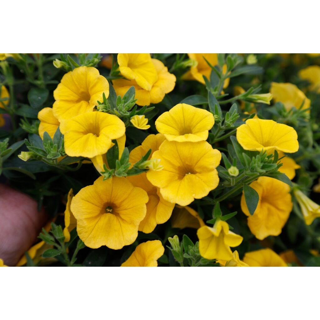 Calibrachoa Aloha Kona Yellow 2025