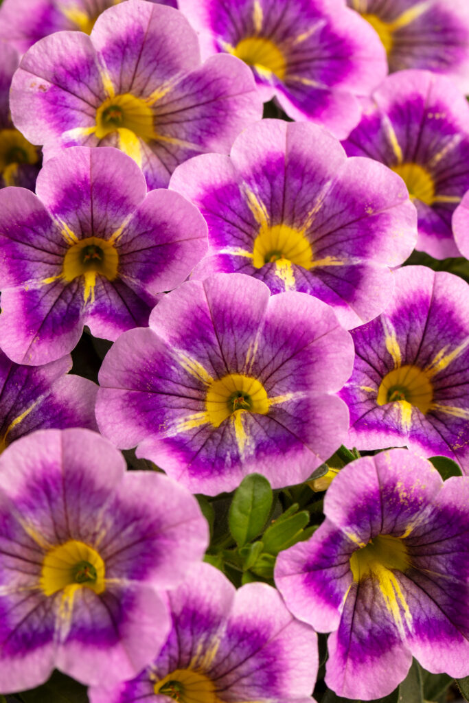 Calibrachoa Caliloco Dreamland