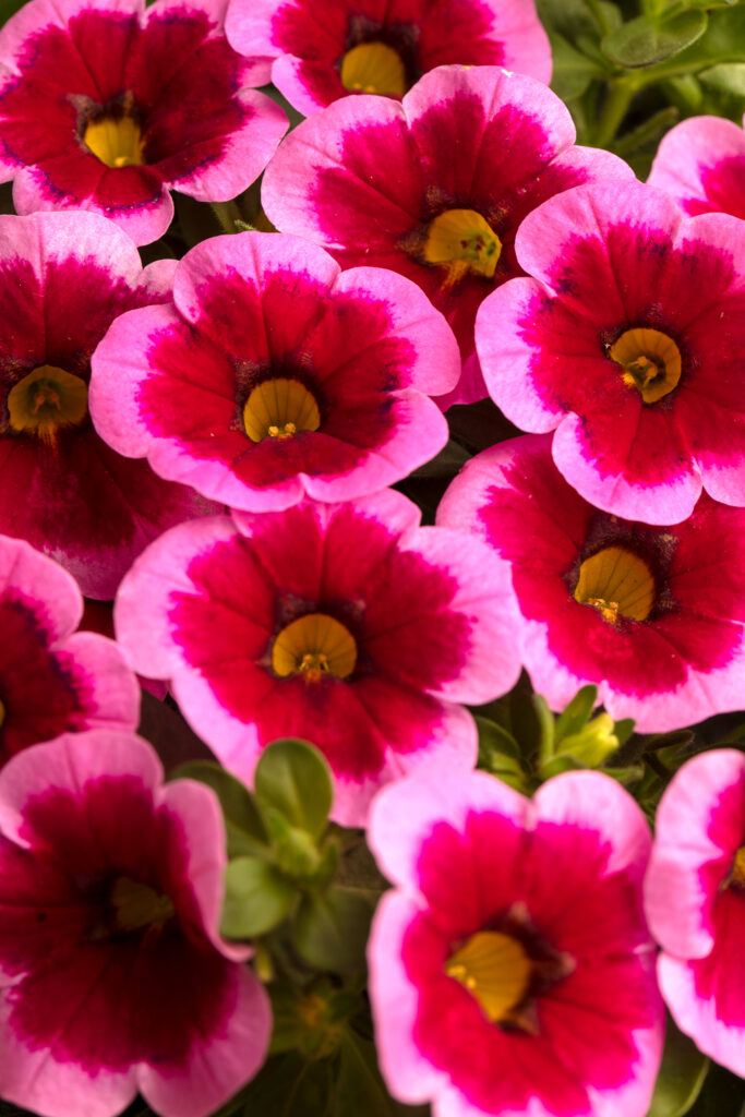 Calibrachoa Caliloco Frankenberry