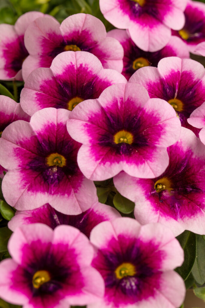 Calibrachoa Caliloco Mirage