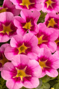 Calibrachoa Caliloco Pink Squish