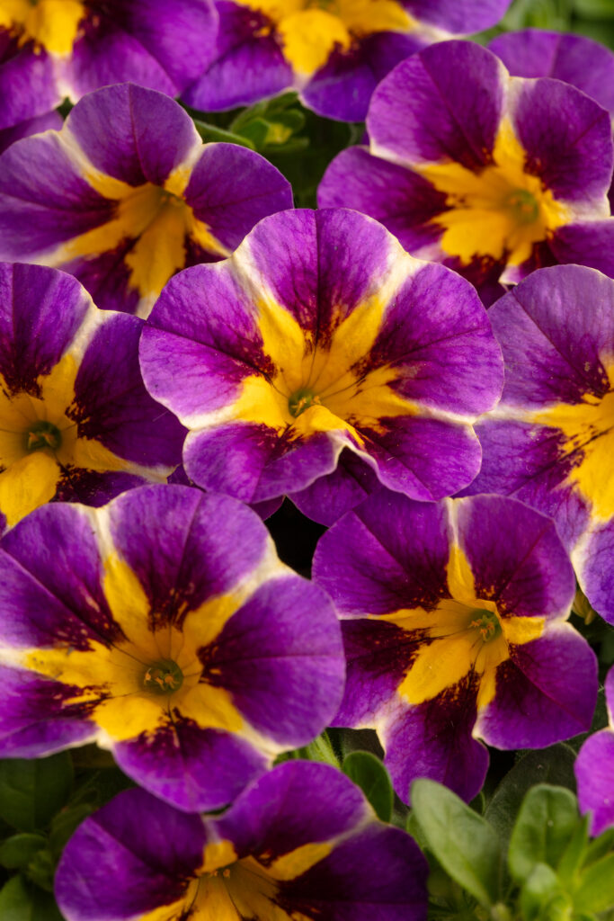 Calibrachoa Caliloco Plum Trouble