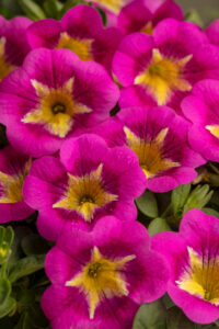 Calibrachoa Caliloco Razzle Dazzle