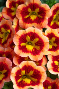 Calibrachoa Caliloco Spicy Honey