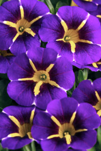 Calibrachoa Caliloco Starfire Blue