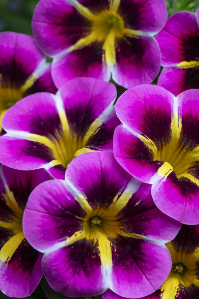 Calibrachoa Caliloco Starfire Fuchsia