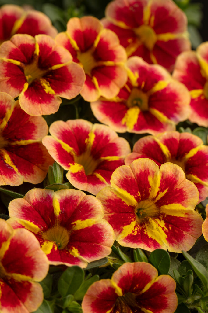 Calibrachoa Caliloco Starfire Orange