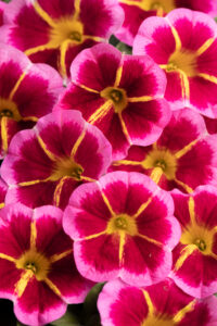 Calibrachoa Caliloco Starfire Rose