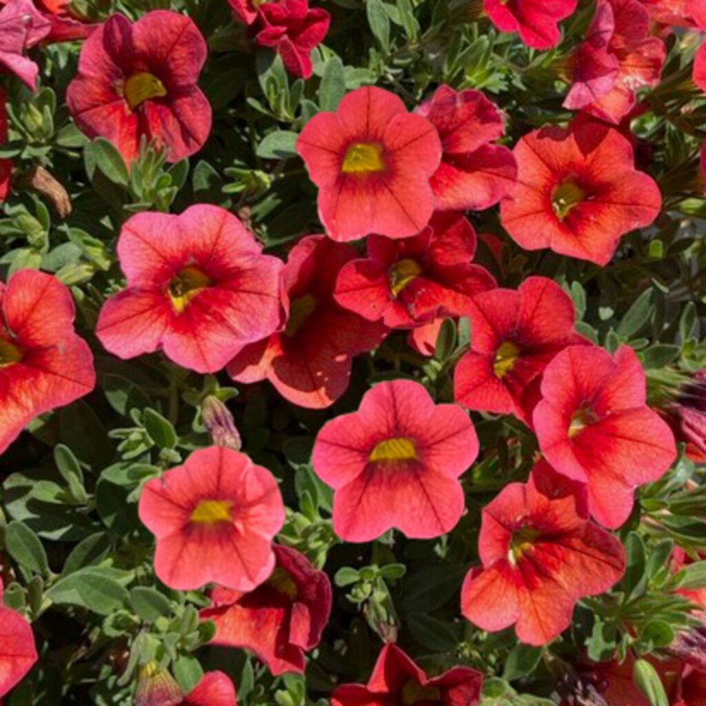 Calibrachoa Callie Orange Sunrise