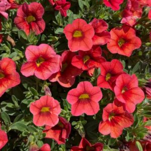 Calibrachoa Callie Orange Sunrise