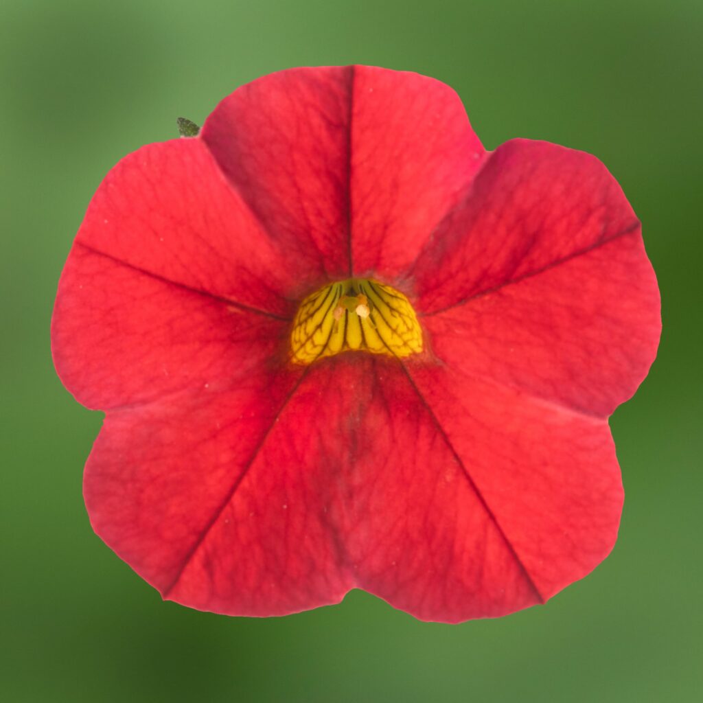 Calibrachoa Callie Red