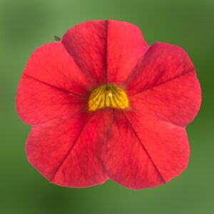 Calibrachoa Callie Red