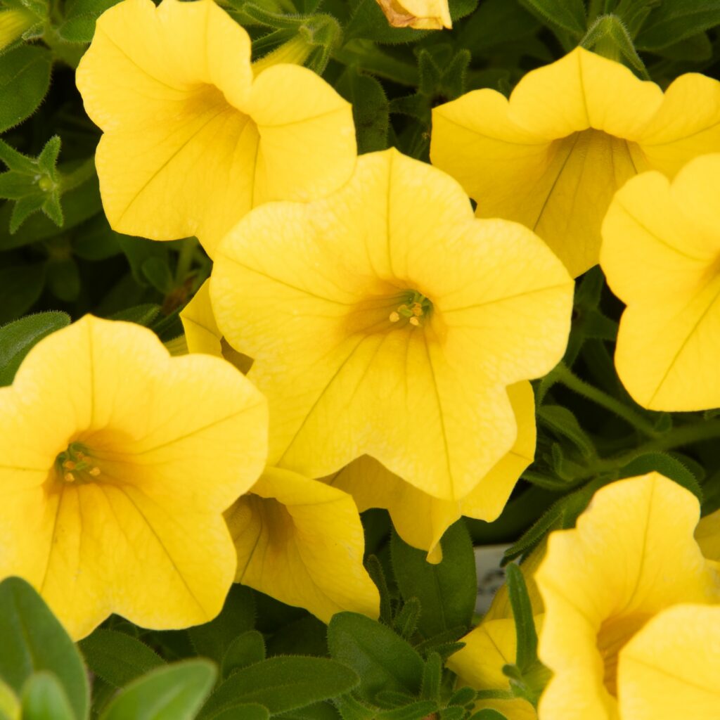 Calibrachoa Callie Yellow Imp