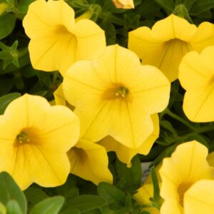 Calibrachoa Callie Yellow Imp