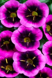 Calibrachoa Eyecatcher Fuchsia