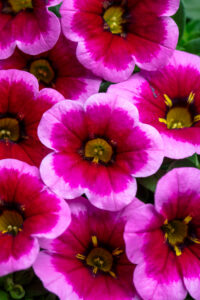Calibrachoa Eyecatcher Neon Pink