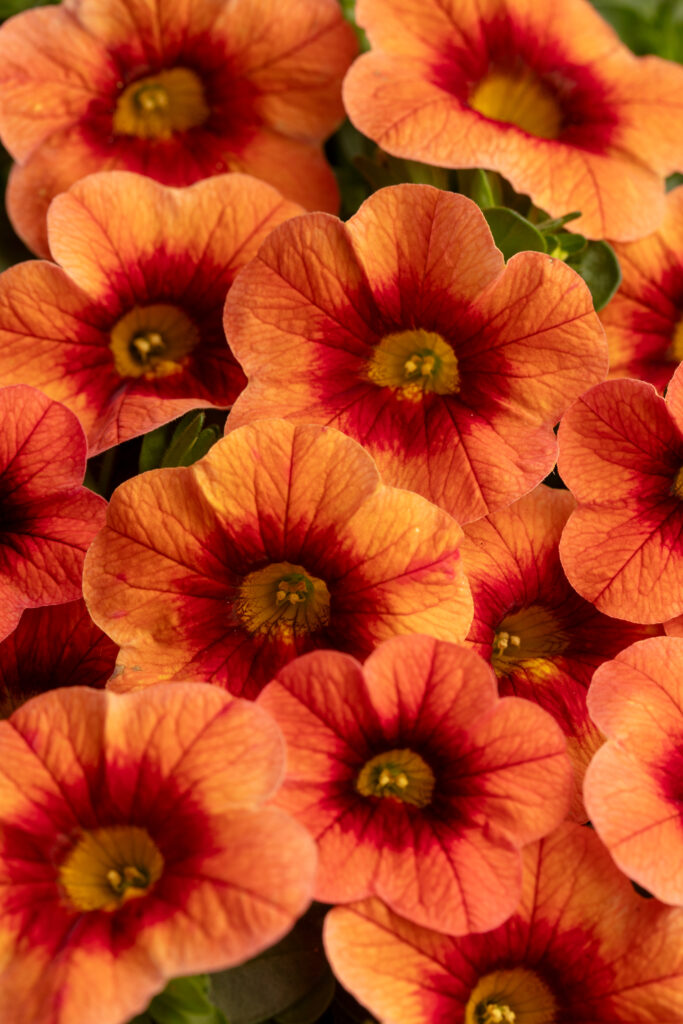 Calibrachoa Eyecatcher Orange