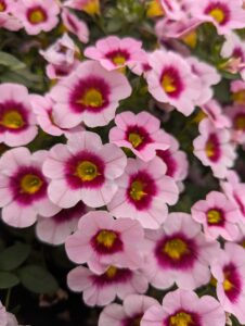 Calibrachoa Eyecatcher Pink